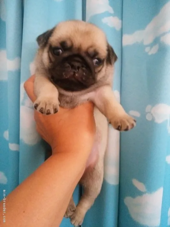 ID：1707-01682の子犬