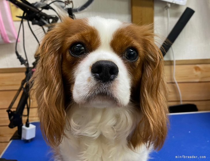 キャバリア【・女の子・2022年1月10日・ブレンハイム】