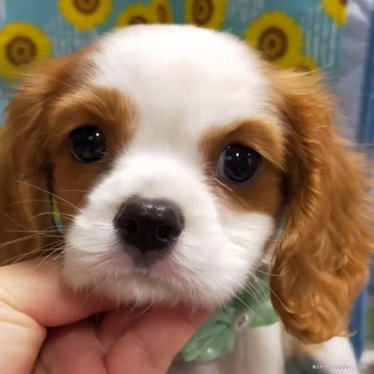 ID：2405-02470の子犬
