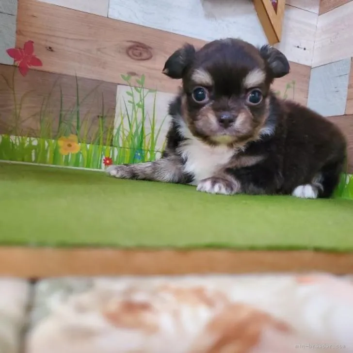 ID:2210-01238の子犬