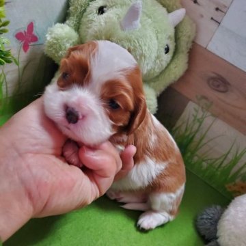 キャバリア【神奈川県・女の子・2023年2月22日・ブレンハイム】の写真「可愛く成長してます！」