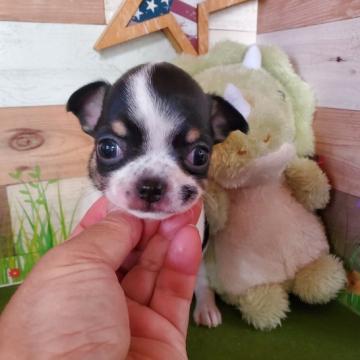 チワワ(スムース)【神奈川県・女の子・2022年10月15日・トライ】の写真「とても可愛いスムース女の子」