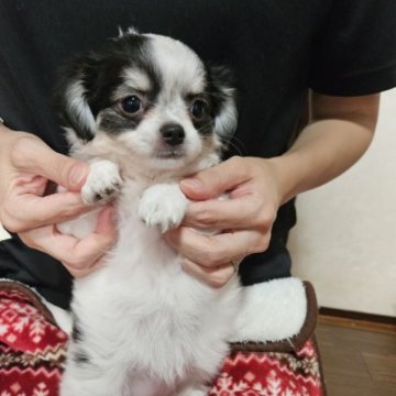 チワワ(ロング)【神奈川県・女の子・2023年6月10日・ホワイトタン&ブラック】の写真「垂れ耳タイプです。
９月6日までの販売です。」