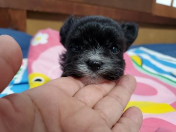 チワワ×マルチーズ【神奈川県・女の子・2021年3月6日・ブラック&ホワイト】の写真「目がうるうる可愛い女の子」