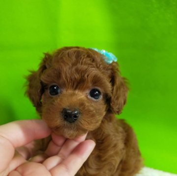 トイプードル(トイ)【神奈川県・男の子・2023年12月5日・レッド】の写真「可愛くなってきました。
会いに来て下さい。💝」