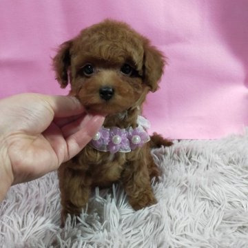 トイプードル(タイニー)【神奈川県・女の子・2023年11月19日・アプリコット】の写真「健康診断問題無し。
欠点も無しでした。」