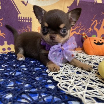 チワワ(スムース)【神奈川県・女の子・2024年7月29日・チョコレートタン】の写真「小さくてとてもとても可愛い女の子💝」