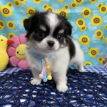 チワワ(ロング)【神奈川県・男の子・2024年7月9日・ホワイトタン&ブラック】の写真「離乳食もしっかり食べてます！」