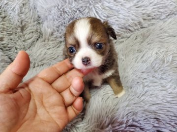 チワワ(ロング)【神奈川県・女の子・2022年3月21日・ブルーフォーン】の写真「PRA発症リスク無しです。」
