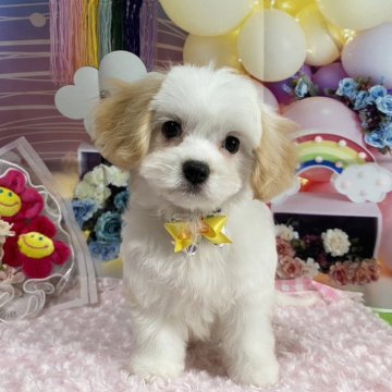 ミックス(マルチーズ×キャバリア)【神奈川県・女の子・2024年7月24日・ブレンハイム】の写真「10月27日までの販売です
詳しくは仔犬紹介文で」