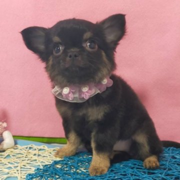 チワワ(ロング)【神奈川県・女の子・2024年2月3日・ブラックタン】の写真「成犬予想体重２.5キロ前後
いつでもお引き渡し可」