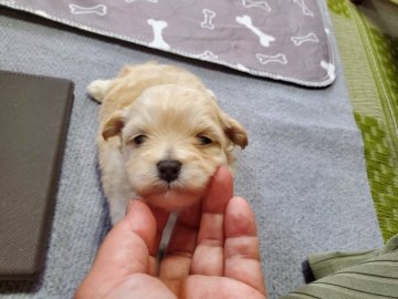 マルプー【神奈川県・男の子・2021年6月10日・クリーム】の写真「まだまだ幼い赤ちゃん」