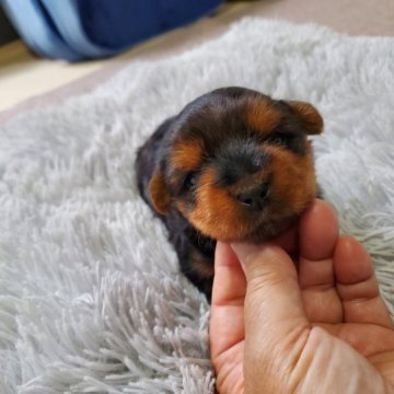 ヨークシャーテリア【神奈川県・男の子・2023年4月10日・スチールブルータン】の写真「しっかりタイプで安心安全
😊」