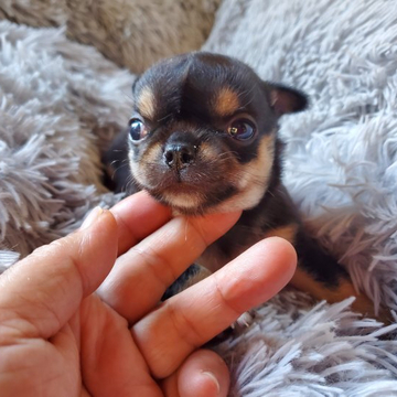 チワワ(スムース)【神奈川県・男の子・2022年8月26日・ブラックタン】の写真「柴犬の様な？可愛さ」