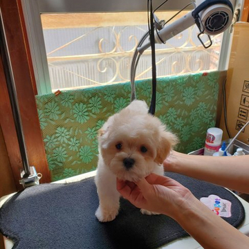 ママはマルプーパパはマルチーズ【神奈川県・男の子・2022年5月12日・ホワイトクリーム】の写真「7月12日トリミング後の写真撮影」