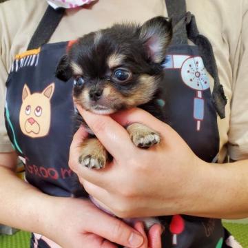 チワワ(ロング)【神奈川県・男の子・2022年6月29日・ブラックタン】の写真「可愛すぎる男の子❤」