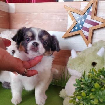 チワワ(ロング)【神奈川県・女の子・2022年10月12日・トライ】の写真「ぽっちゃり過ぎてお値段下げました。😊😊」