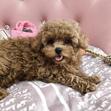 トイプードル(トイ)【茨城県・男の子・2025年7月20日・レッド】の写真「お鼻の詰まったまん丸お顔のイケメン王子」