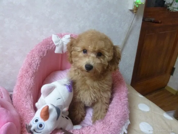 なな子 様のお迎えした子犬