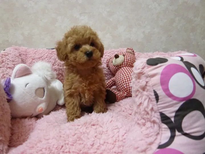 そら 様のお迎えした子犬