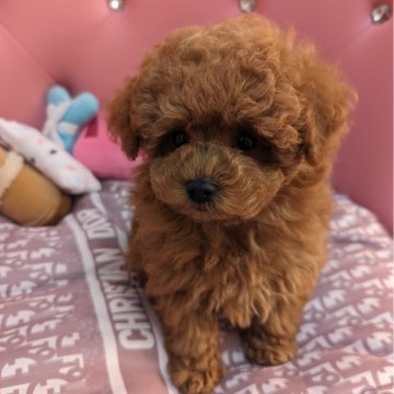 トイプードル(トイ)【茨城県・男の子・2023年12月1日・レッド】の写真「お鼻の短いつぶらなお目めの可愛い男の子」