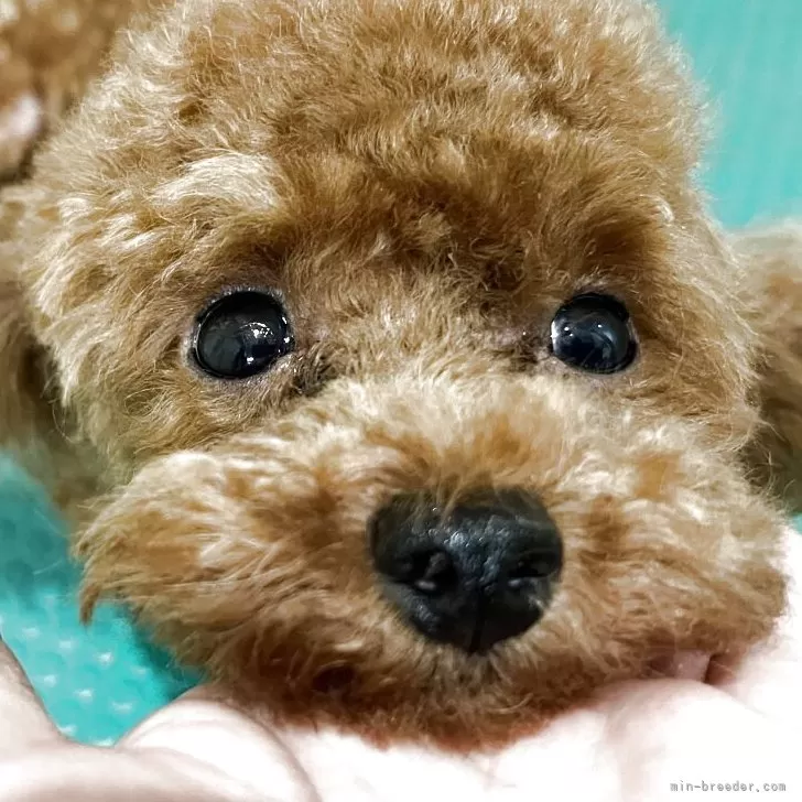 ティーカッププードル【神奈川県・男の子・2024年10月9日・レッド】の写真1