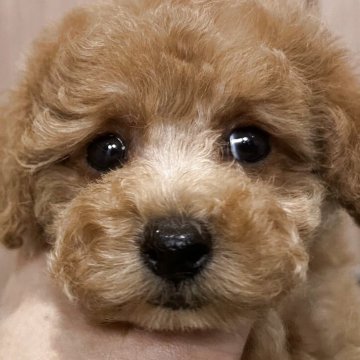 トイプードル(ティーカップ)【神奈川県・男の子・2025年6月18日・レッド】の写真「タレ目の可愛い小さい男の子」