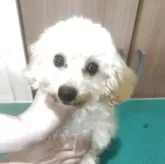 タイニープードル