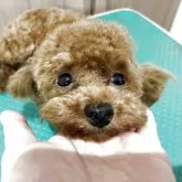 ティーカッププードル【神奈川県・男の子・2024年10月9日・レッド】の写真3