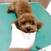 ティーカッププードル【神奈川県・男の子・2024年10月9日・レッド】の写真4