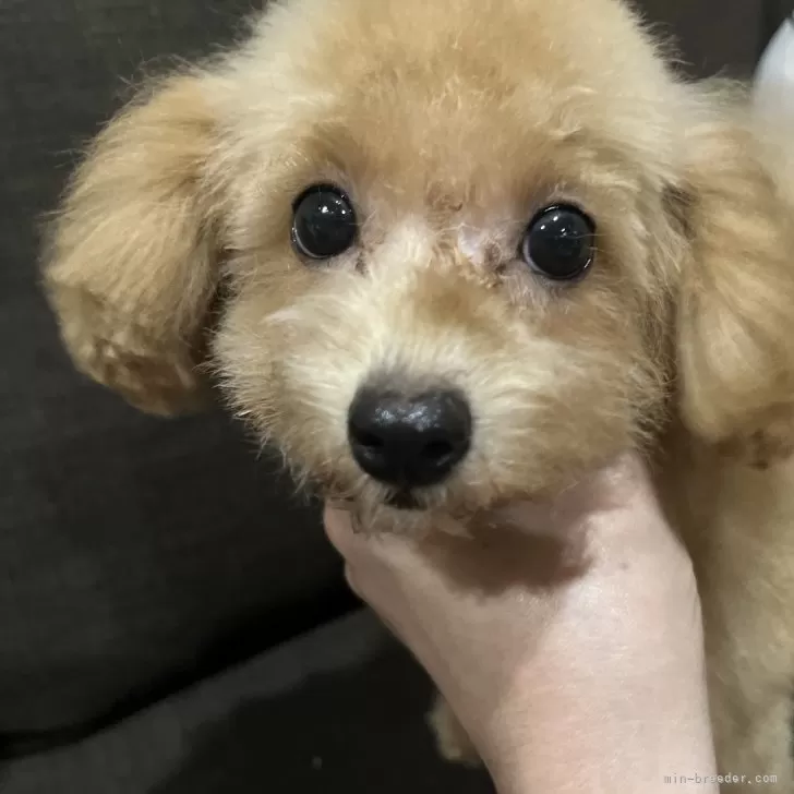 ID:2408-00497の子犬