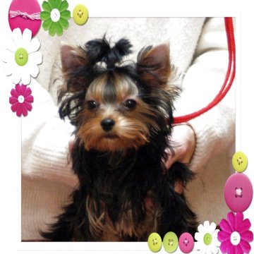 ヨークシャーテリア【石川県・男の子・2025年6月30日・スチ-ルブル-&タン】の写真「人懐っこくてチャ－ミングな男の子です。」