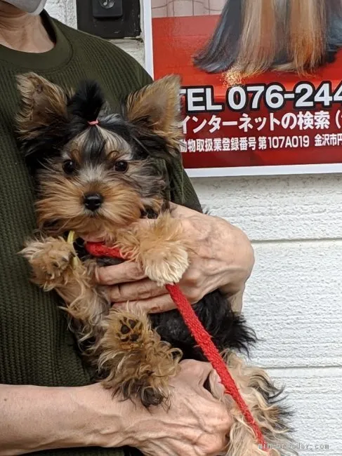 mo mo 様のお迎えした子犬