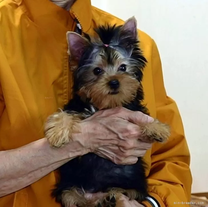 カヨ 様のお迎えした子犬