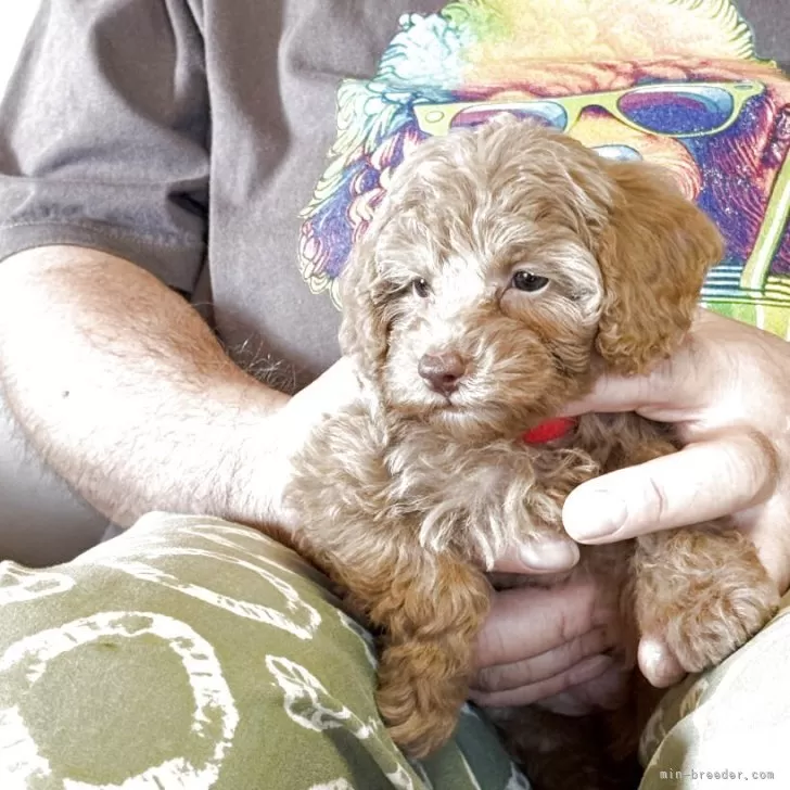 ID:2508-03690の子犬