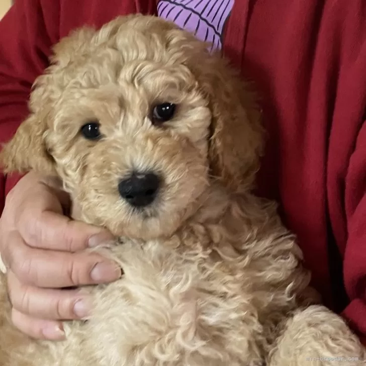 K.N 様のお迎えした子犬