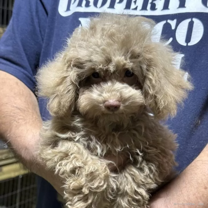 M 様のお迎えした子犬