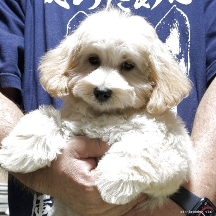 ブリーダー画像