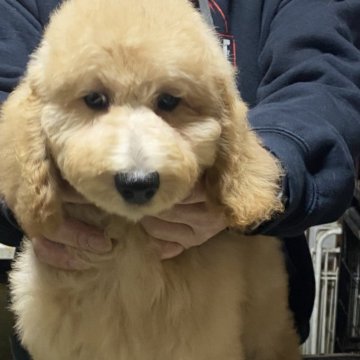 スタンダードプードル【福島県・女の子・2024年10月10日・アプリコット】の写真「可愛い子ですよ」