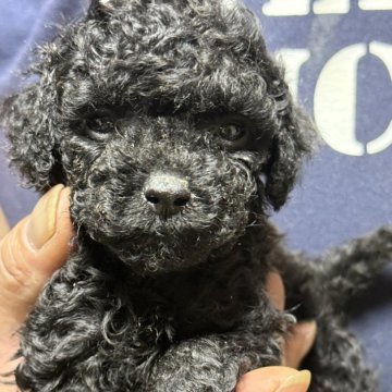 トイプードル(ティーカップ)【福島県・男の子・2025年8月12日・ブラック】の写真「人気のブラック　お顔がわかりづらいので見学に来てね」