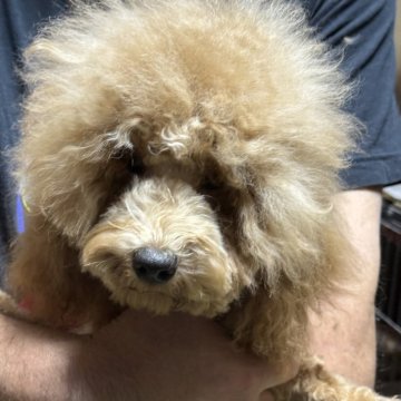 トイプードル(タイニー)【福島県・男の子・2025年4月16日・アプリコット】の写真「緊急の募集です健康優良児」