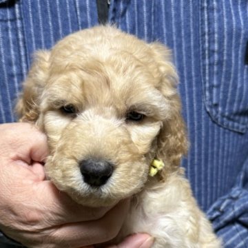 スタンダードプードル【福島県・男の子・2025年10月31日・アプリコット】の写真「可愛いスタンプーちゃん🩷」