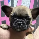 フレンチブルドッグ