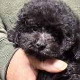 トイプードル(タイニー)