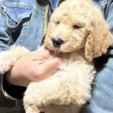 スタンダードプードル【福島県・男の子・2025年10月31日・クリーム】の写真3