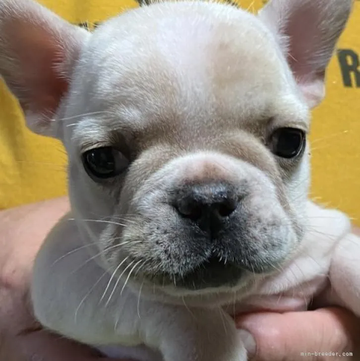 ID:2210-03737の子犬