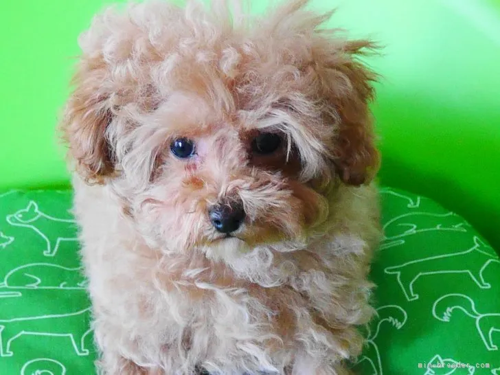 ID：1704-02388の子犬