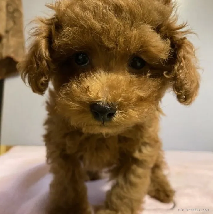 べべさんちのまま 様のお迎えした子犬