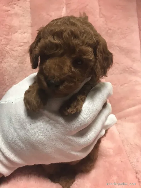 R.O 様のお迎えした子犬