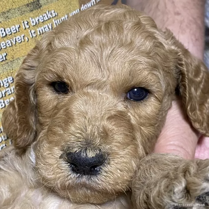 ID:2405-01136の子犬
